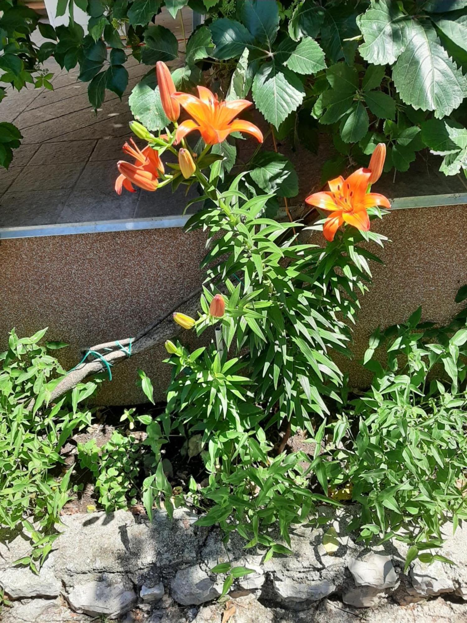 Apartmani Marija Povljana Quarto foto